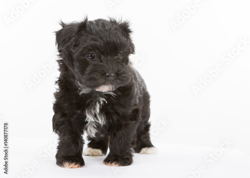 havanese dog puppy newborn on white background