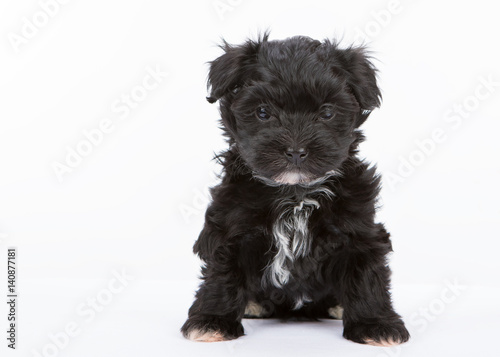 havanese dog puppy newborn on white background