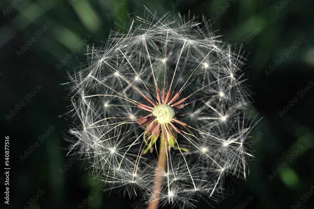 Fototapeta premium Spring flowers dandelion with seeds blowing away in the wind, Close up of dandelion spores blowing away
