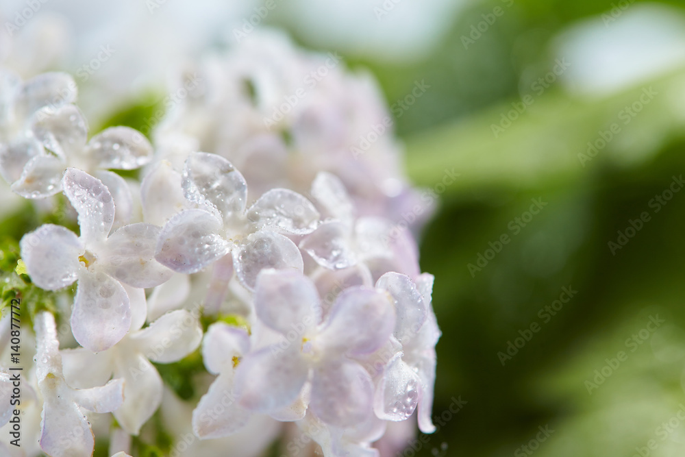 nice lilac nice lilac