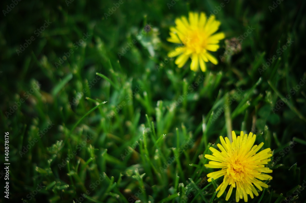 Obraz premium Nature, flowers, dandelions, spring, mother and stepmother