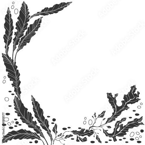 Marine background with algae and place for text. Black and white vector illustration.
