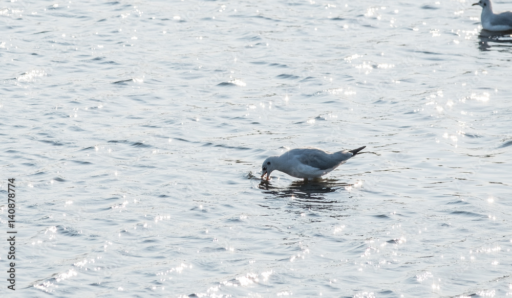Fototapeta premium bird