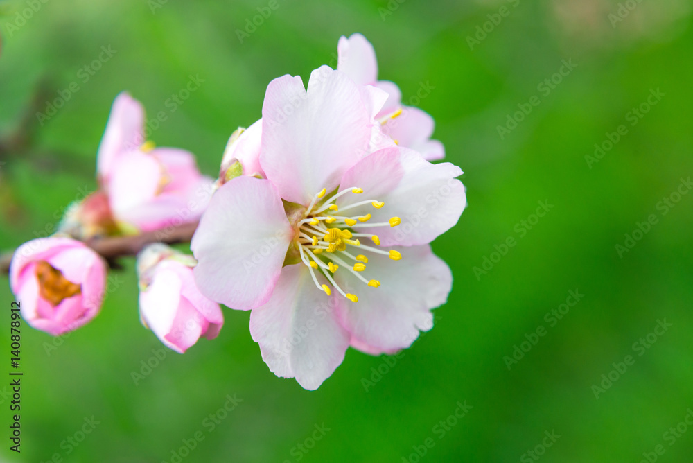 Pink flowers, almond tree branch blossom in spring Pink flowers, almond tree branch blossom in spring