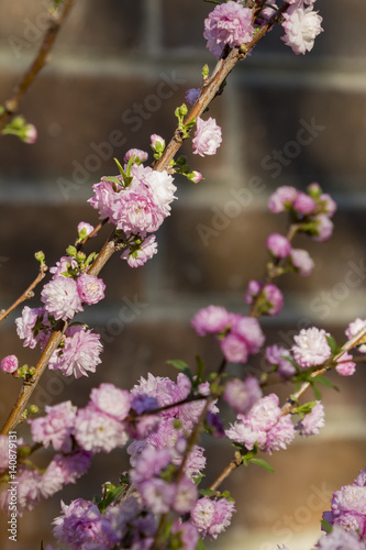 Beautiful flower blossom at Descanso Garden © Kit Leong