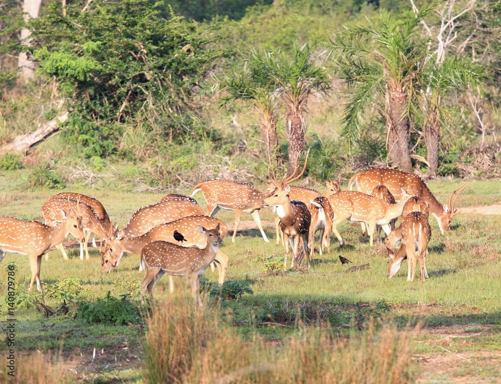 Fototapeta premium Herd of Sri Lankan axis deer