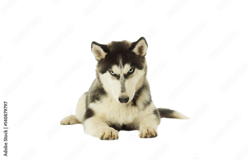 Husky dog on white background