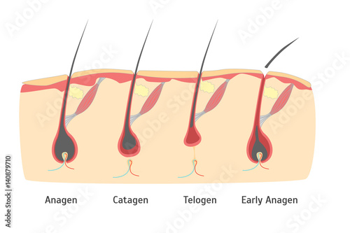 Human Head Hair Growth Cycle in Cut. Vector