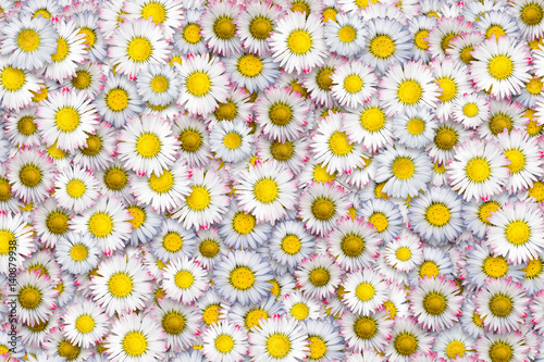 carpet of daisies