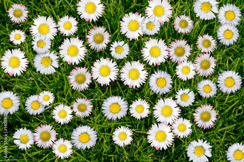Fototapeta Naklejka Na Ścianę i Meble -  daisies meadow from above close-up, floral pattern background