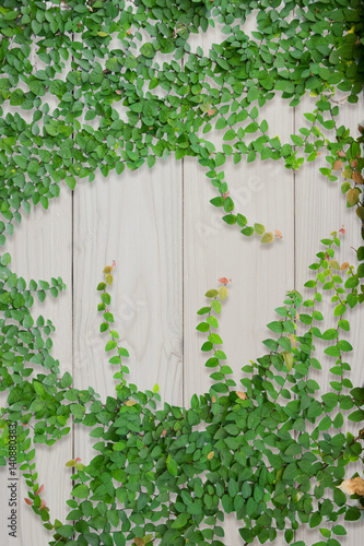 Ivy on old wooden planks for background. Abstract background.