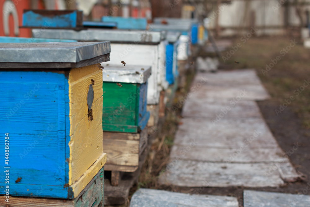 First spring flight of over wintered Bees. Hives in an apiary with bees flying to the landing boards. Selective focus