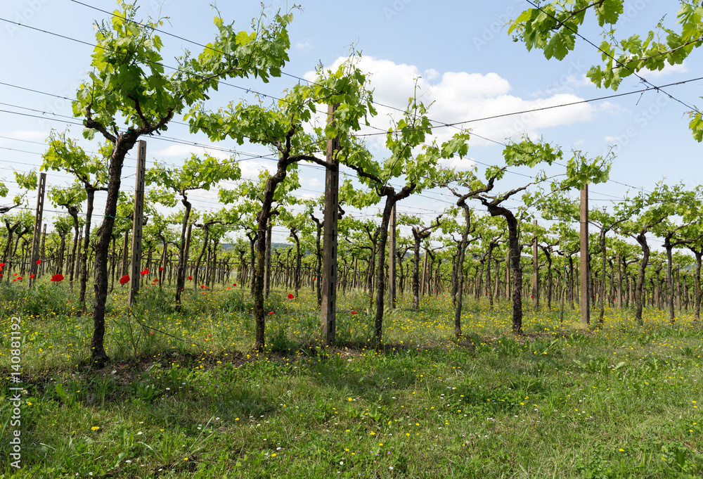 Vineyards in the Valpolicella region in Italy Vineyards in the Valpolicella region in Italy