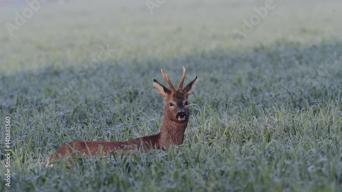 Rehbock im Getreidefeld