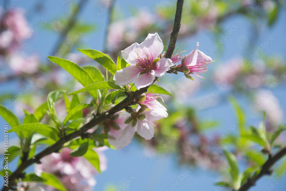 Obraz premium Peach Blossoms in Spring in North India