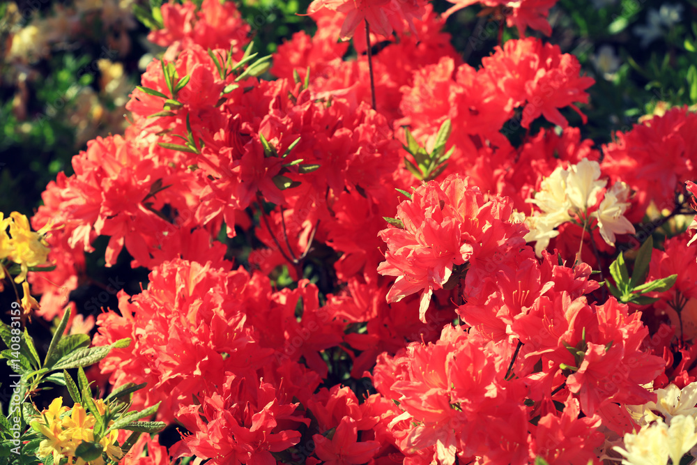 Rhododendron flowers in the garden in sunny day Rhododendron flowers in the garden in sunny day