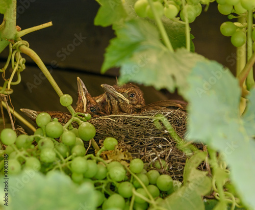 Nestlings sit in the nest photo