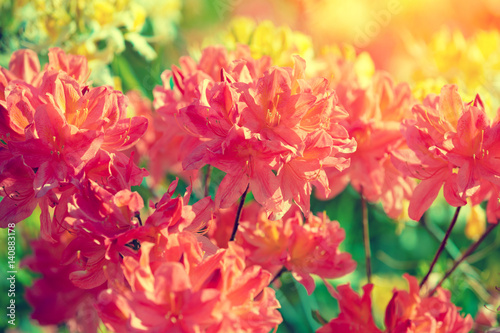 Rhododendron flowers in the garden in sunny day