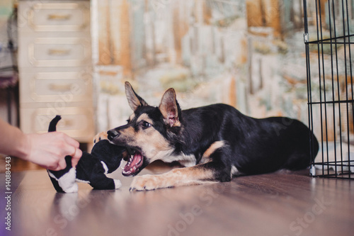 Shelter mongrel puppy try to bite a toy cat photo