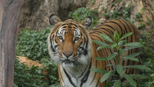 4k of Scary looking male royal bengal tiger staring towards of you from inside the jungle