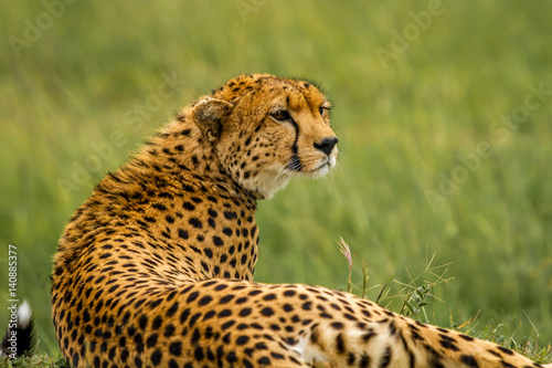 Cheetah rests