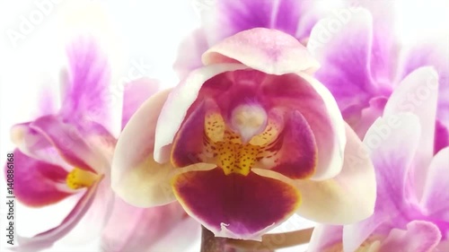 orchid flower is blossoming timelapse on white background