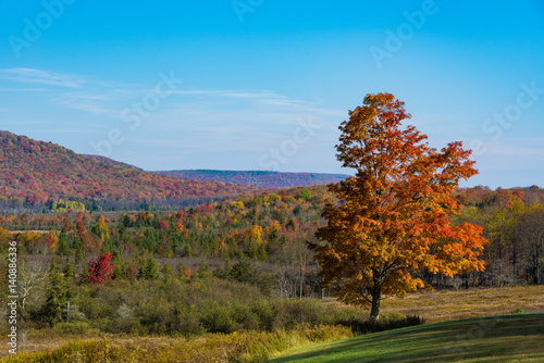 Fototapeta Naklejka Na Ścianę i Meble -  Red-colored tree in Caanan Valley with colorful fall forest in the background