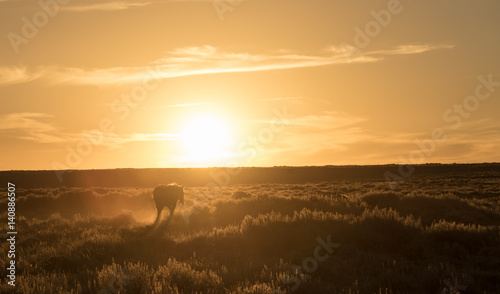 Fototapeta Naklejka Na Ścianę i Meble -  A horse walking infront of a setting sun