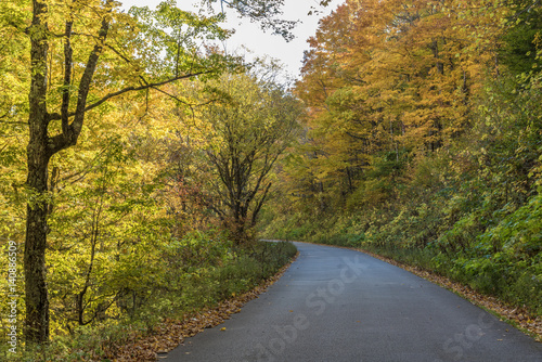A rural road through a forest in the fall