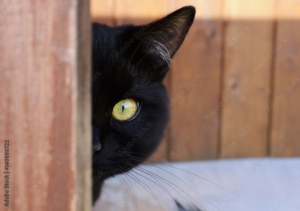 Obraz premium Black cat with yellow eyes peeking out from the corner