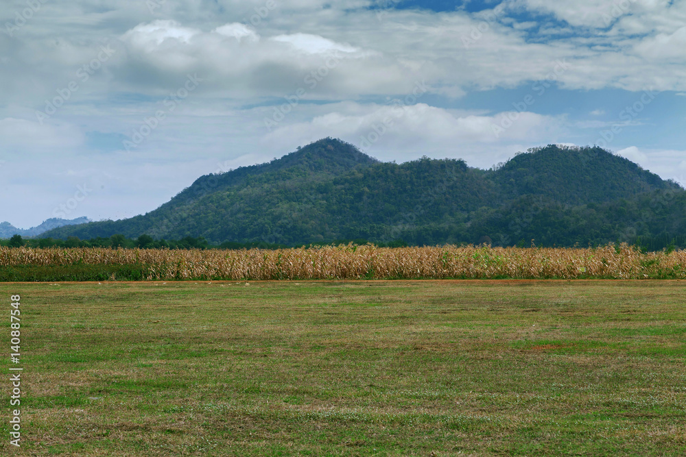 The dried corn field