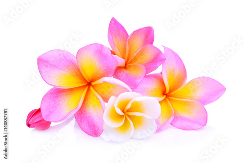frangipani flowers isolated on white background