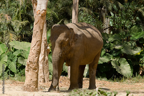 Photography photo of a female Asian Elephant standing behind a tree for a little shade on a