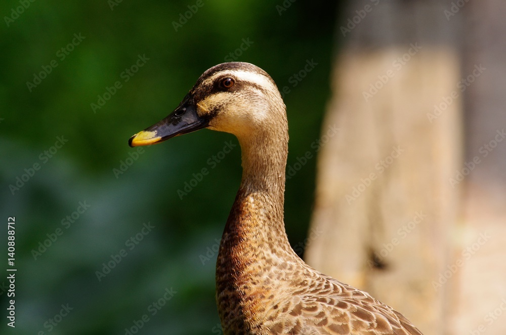 Obraz premium Spot-billed duck