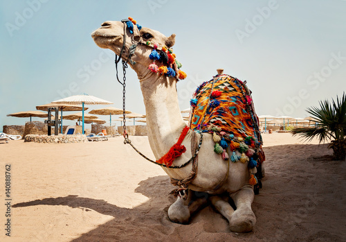 camel for tourist trips is in the sand on the beach in Egypt