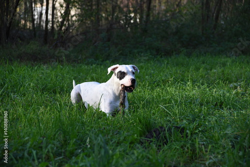 white dog playing with wood on the green grass