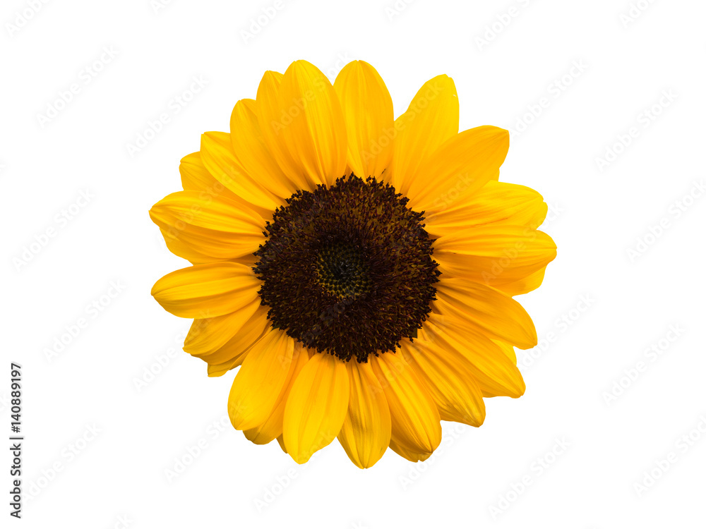 Fototapeta premium sun flower isolate on white background