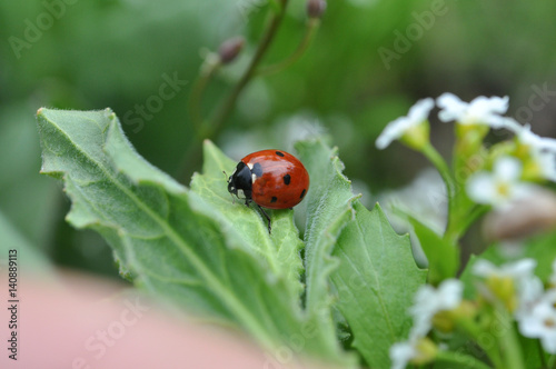 Ladybird sitting on top of grass in the meadow
