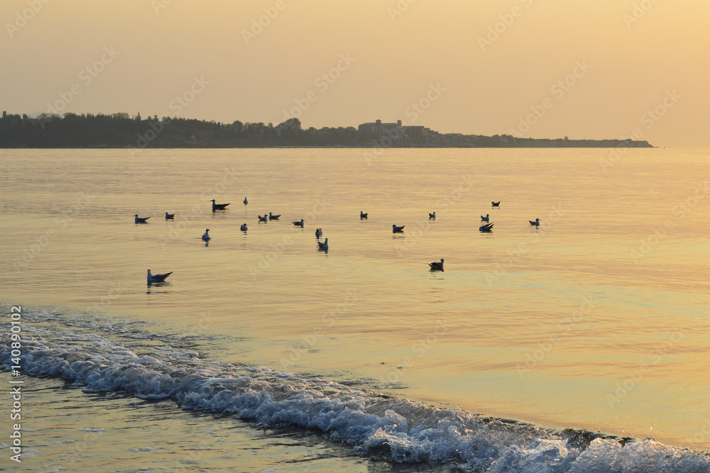 Seagulls flock in calm sea at sunrise
