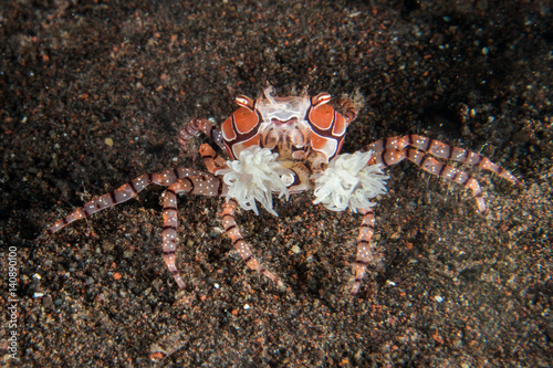 Boxer crab underwater close up portrait macro