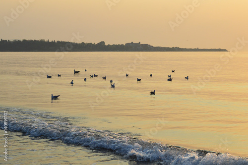 Seagulls flock in calm sea at sunrise