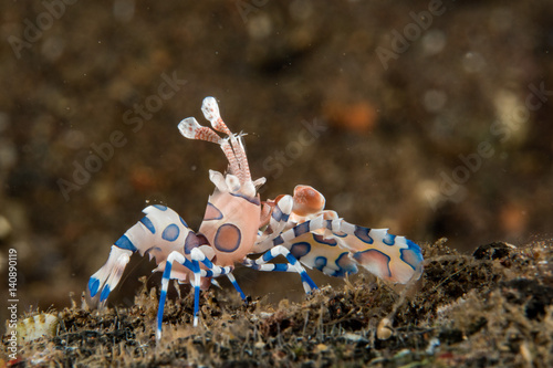 Harlequin shrimp hymenocera elegans picta close up photo