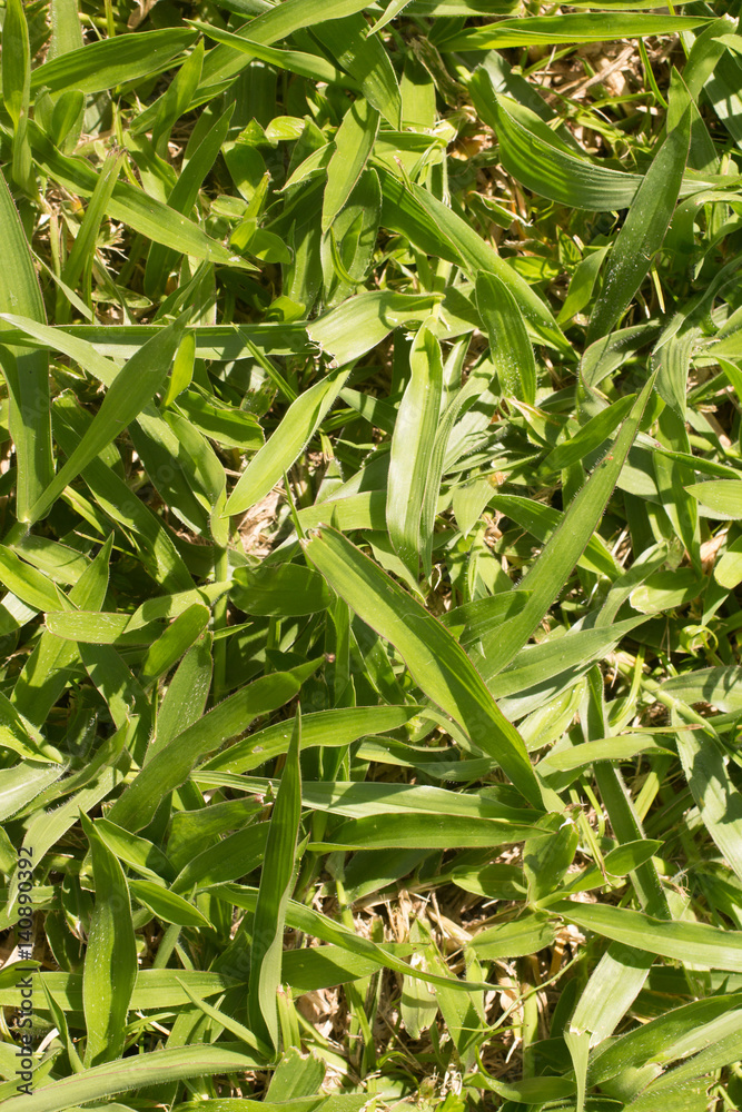 Fototapeta premium Braquiaria Grass for cattle. Brachiaria
