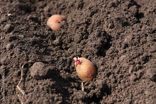 Potato is in soil