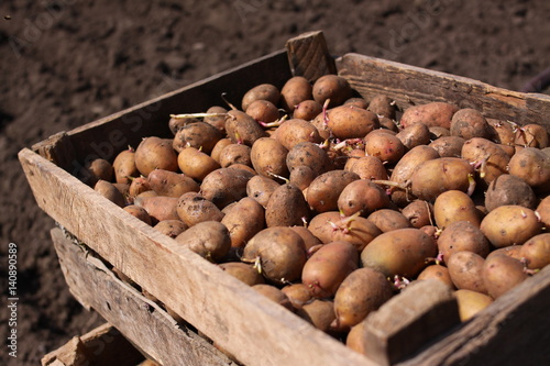 A box of potato is for sowing
