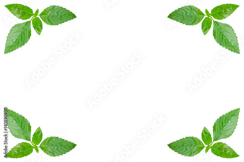 Green leaves isolated on white. Clippng paths included