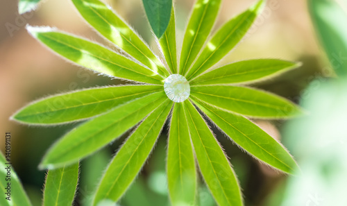Water drop on a lupin