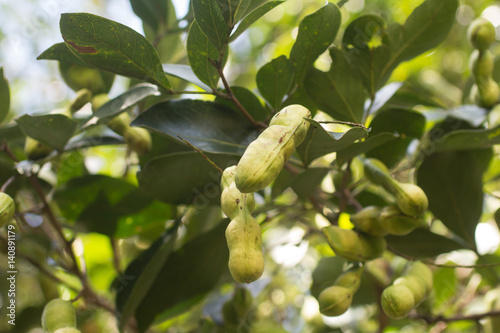 Peruvian fruit called Pacay (Inga feuilleei) photo