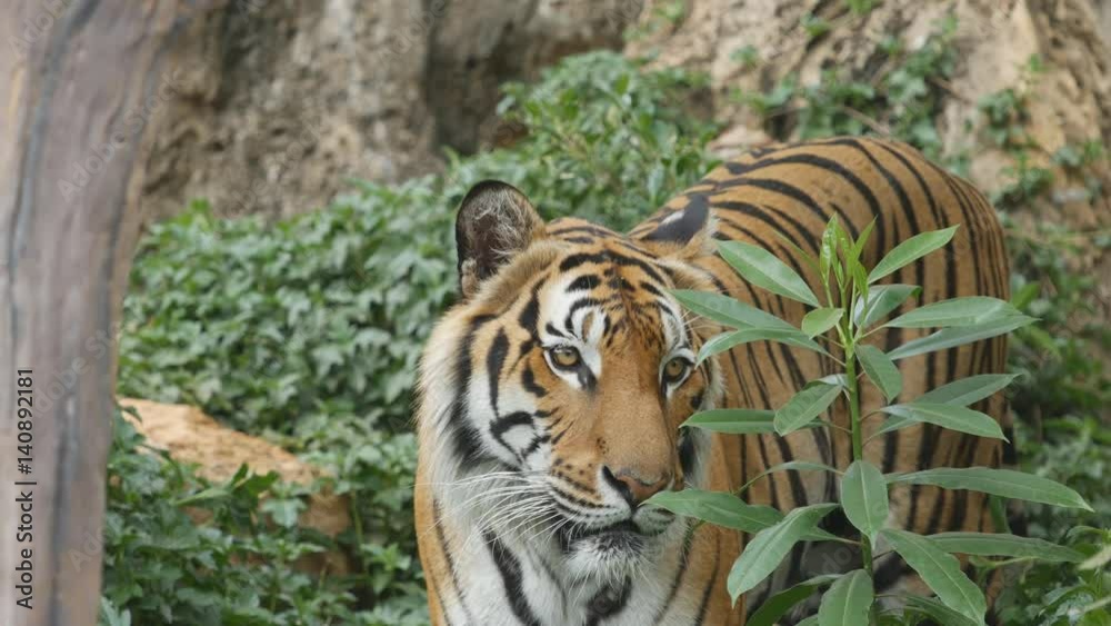4k of Scary looking male royal bengal tiger staring towards of you from inside the jungle 4k of Scary looking male royal bengal tiger staring towards of you from inside the jungle