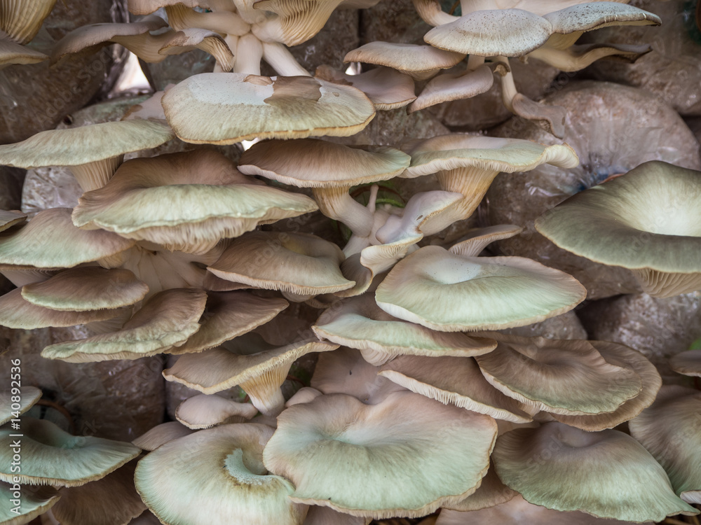 Mushroom cultivation